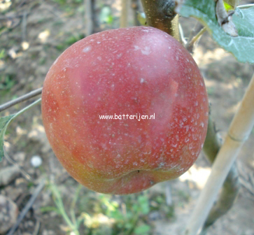 Malus domestica 'Jonagold'