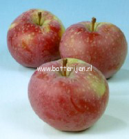 Malus domestica 'Lobo'