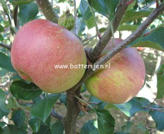 Malus domestica 'Melrose'