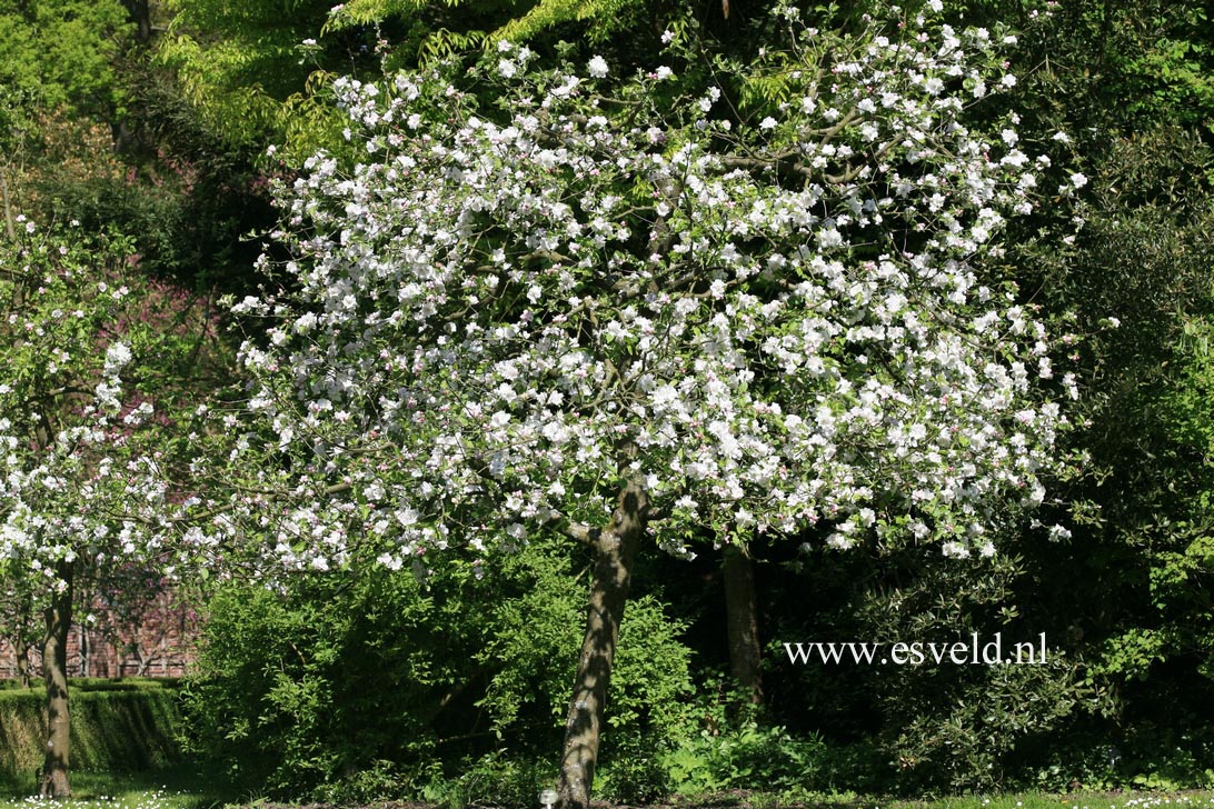 Malus domestica 'Notarisappel'