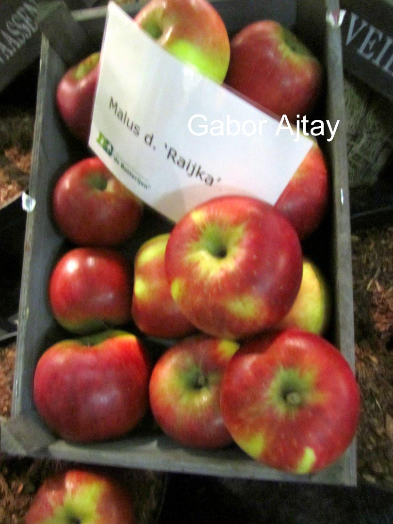 Malus domestica 'Rajka'