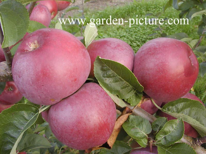 Malus domestica 'Spartan'