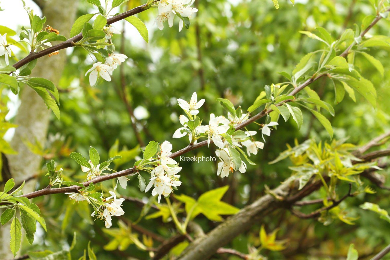 Malus toringo 'Brouwers Beauty'