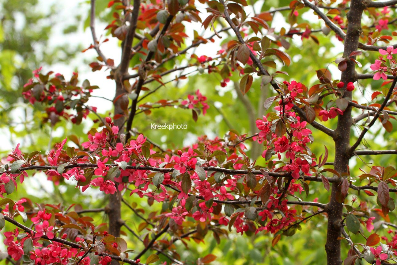 Malus toringo 'Scarlett'