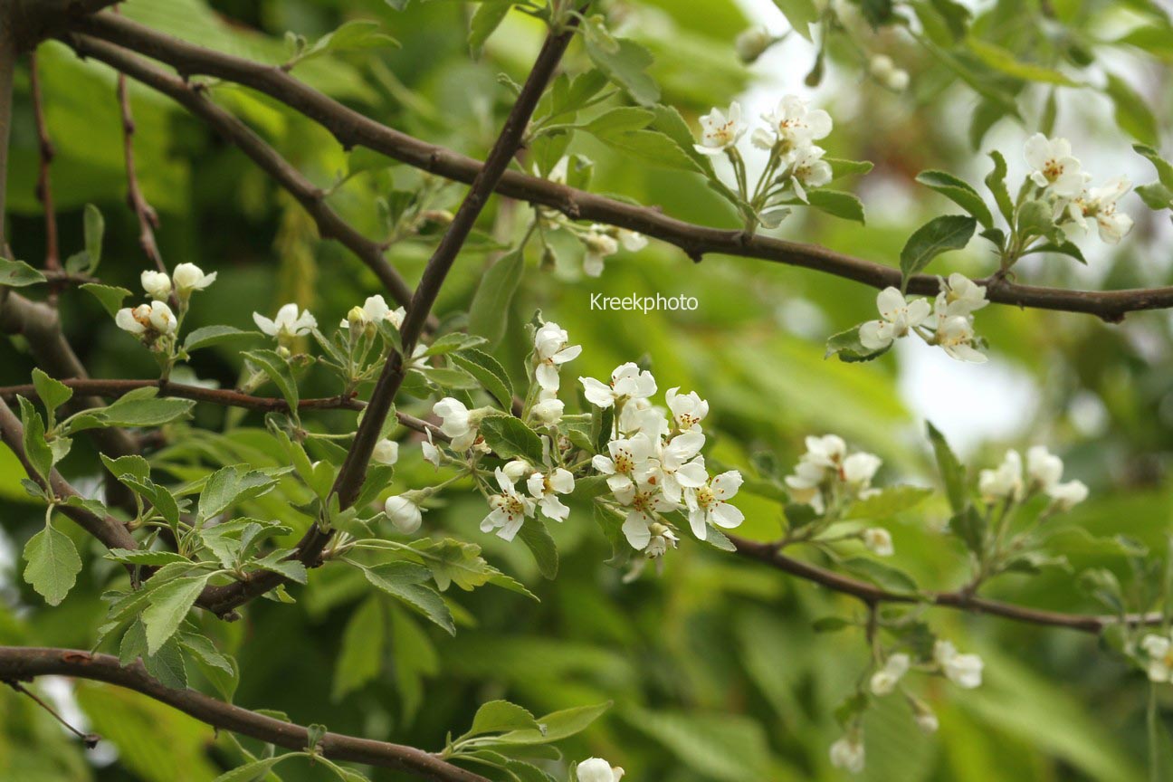 Malus toringoides 'Mandarin'