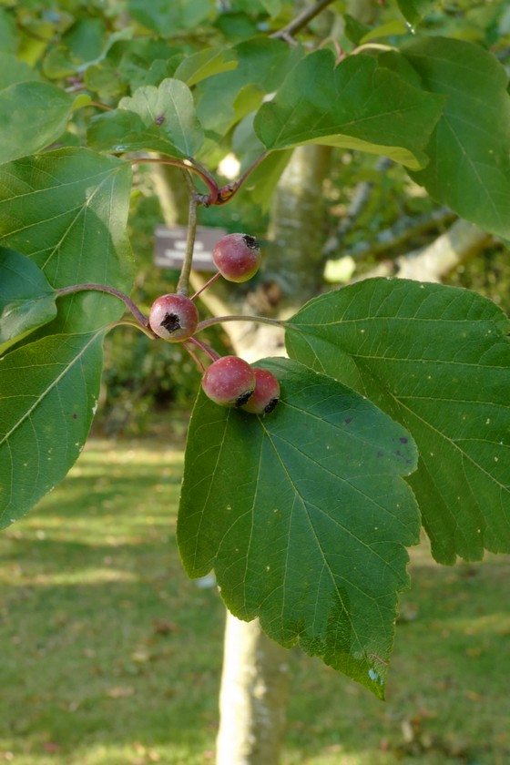 Malus yunnanensis