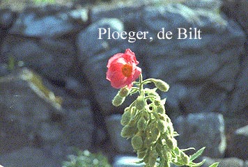 Meconopsis napaulensis