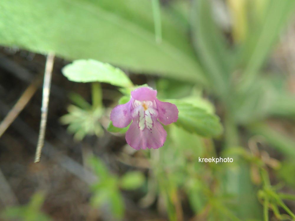 Melittis melissophyllum