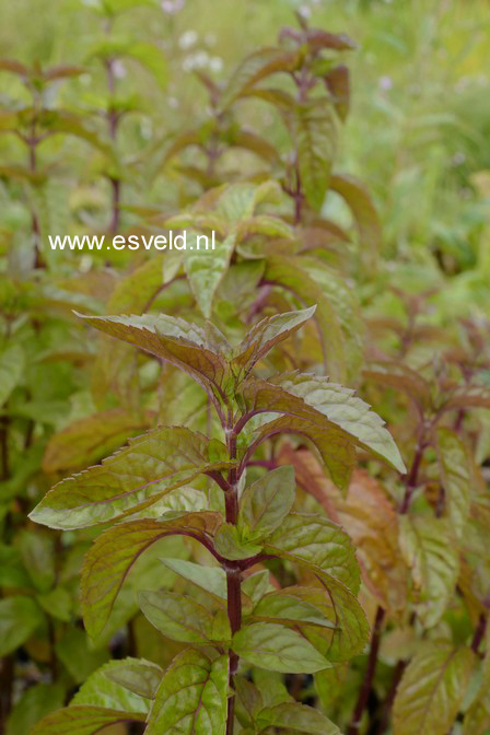 Mentha aquatica