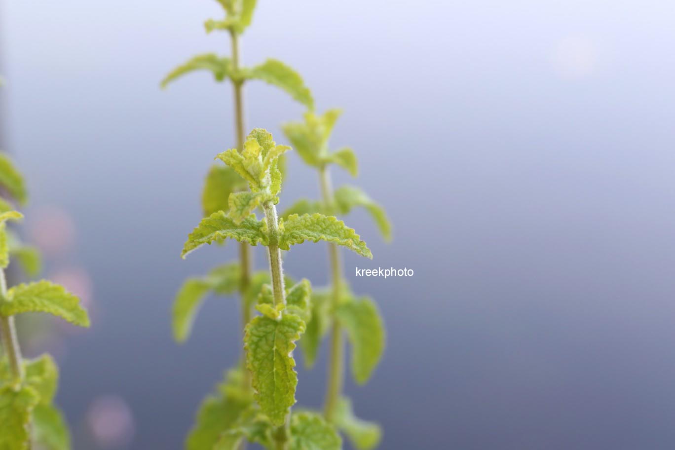 Mentha arvensis 'Strawberry'