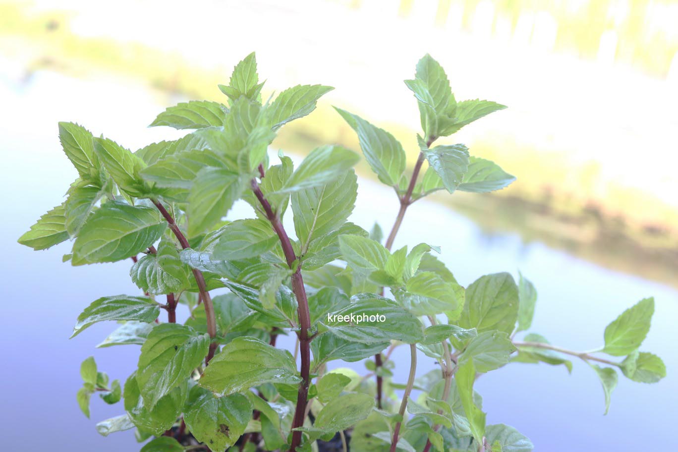 Mentha gracilis 'Ginger'
