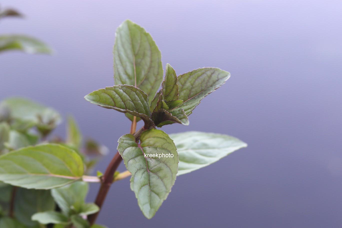 Mentha piperita 'Cinderella'