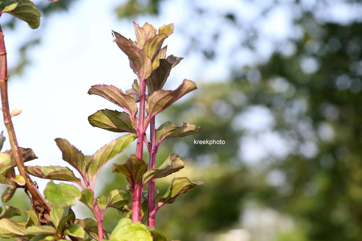 Mentha piperita f. citrata 'Basil'