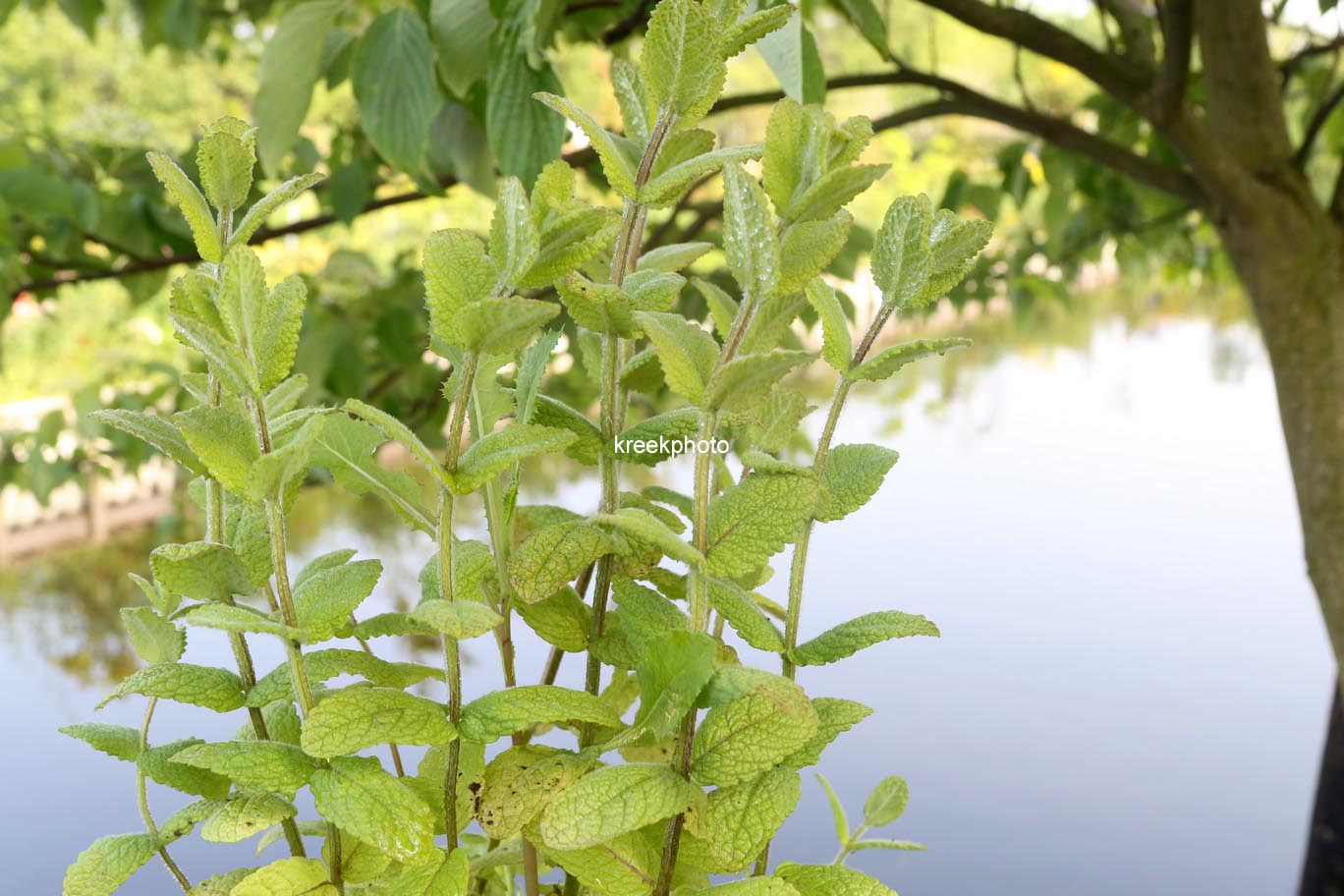 Mentha suaveolens 'Apfel'