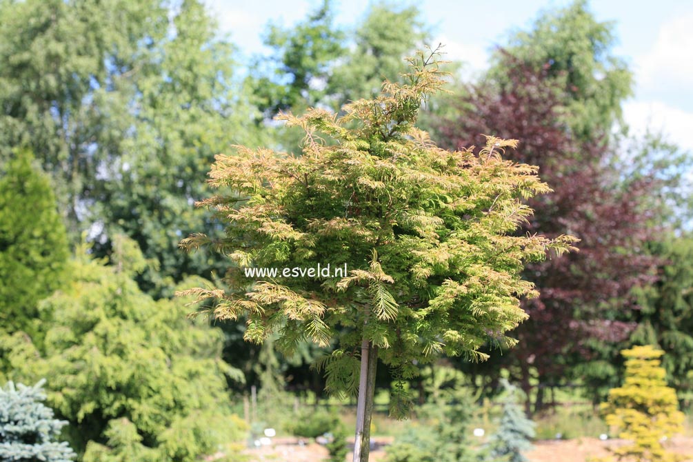Metasequoia glyptostroboides 'Maitthaei Broom'