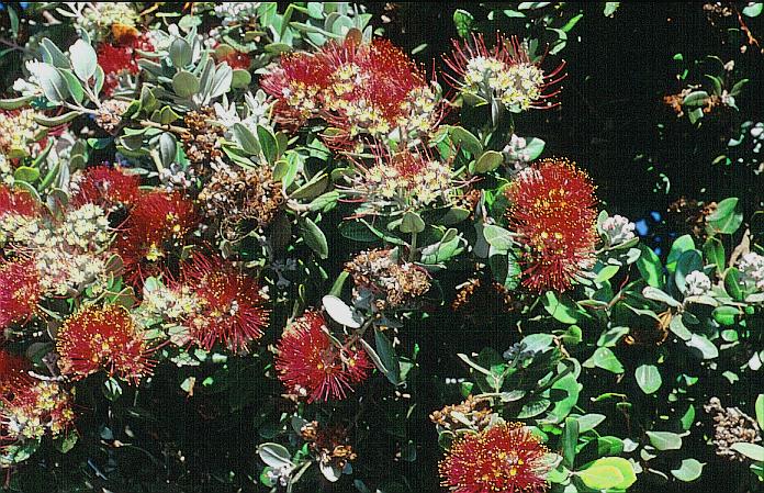 Metrosideros excelsa