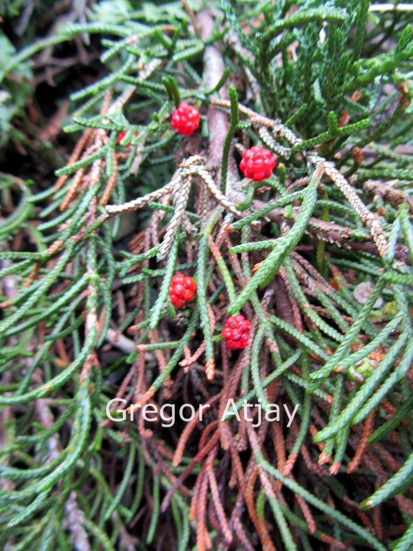 Microcachrys tetragona