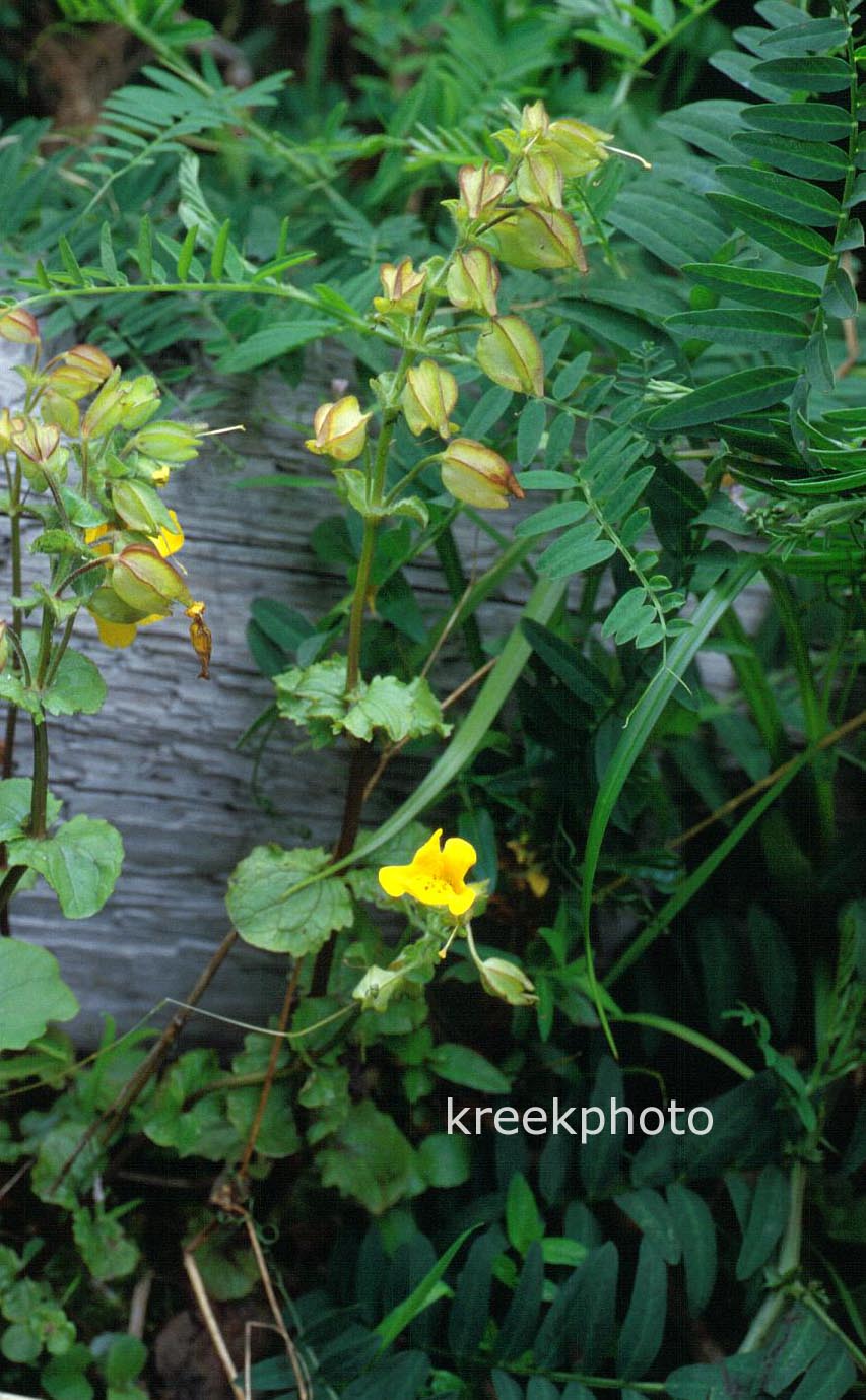 Mimulus guttatus