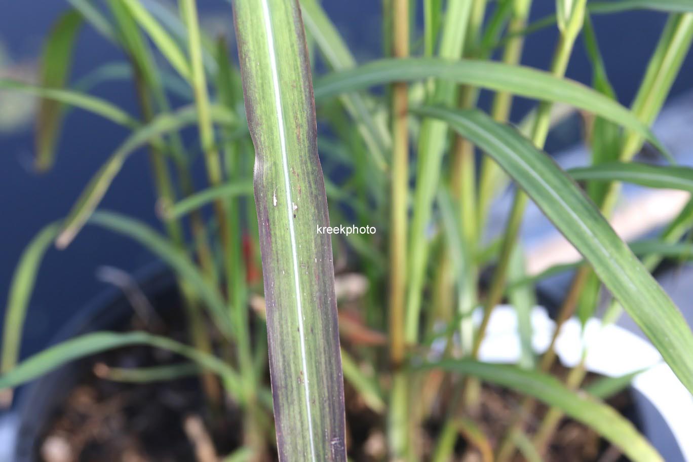 Miscanthus sinensis 'Augustfeder'