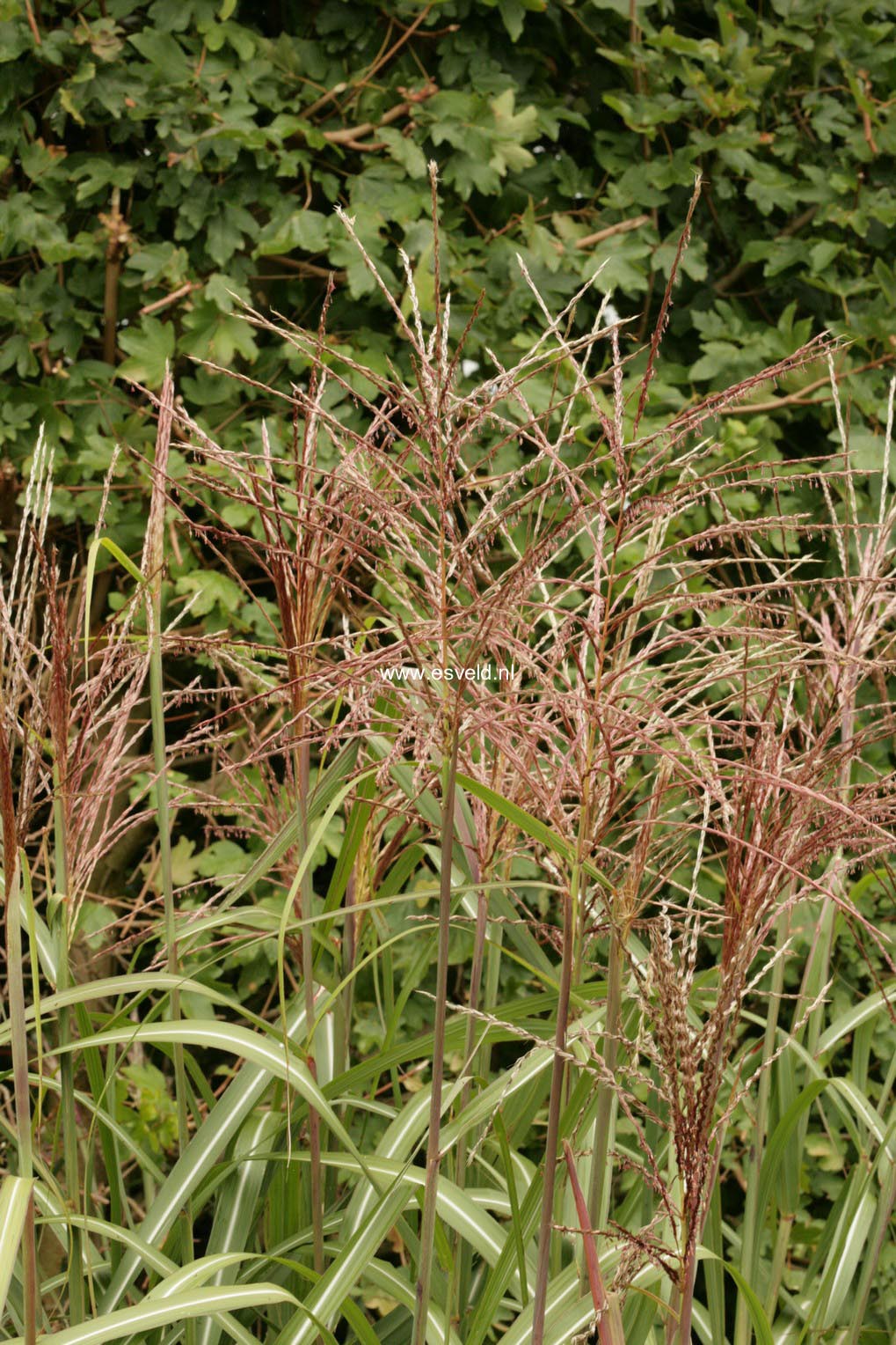 Miscanthus sinensis 'Goliath'