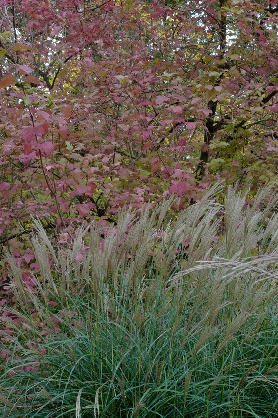 Miscanthus sinensis 'Kleine Silberspinne'