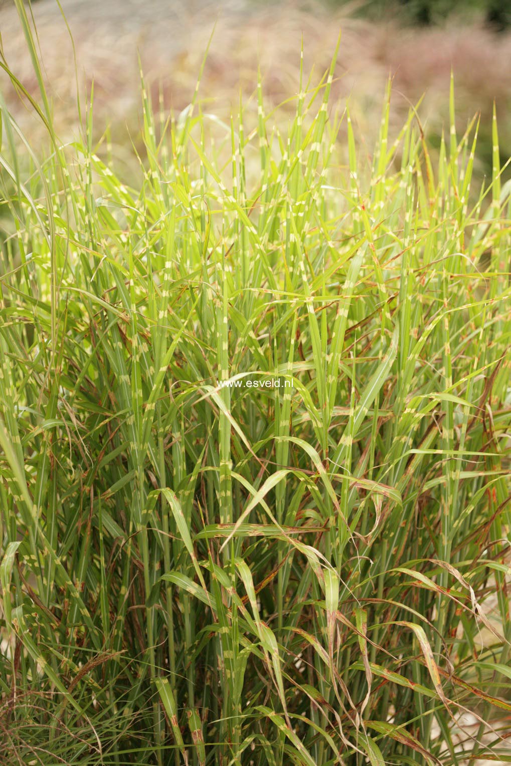 Miscanthus sinensis 'Little Zebra'