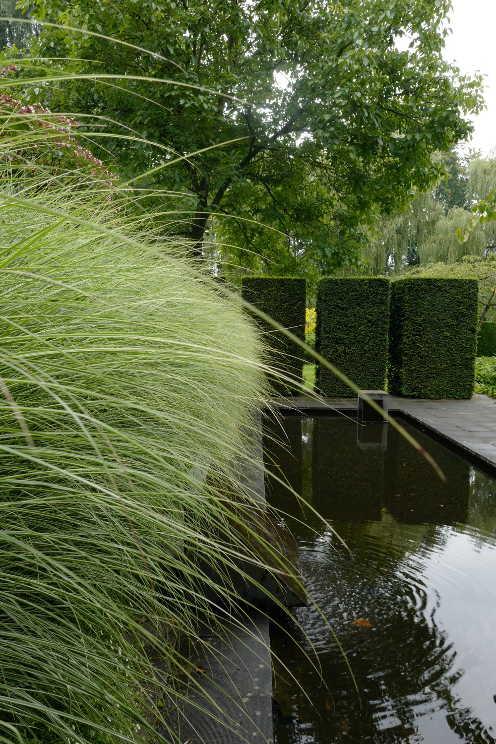 Miscanthus sinensis 'Morning Light'