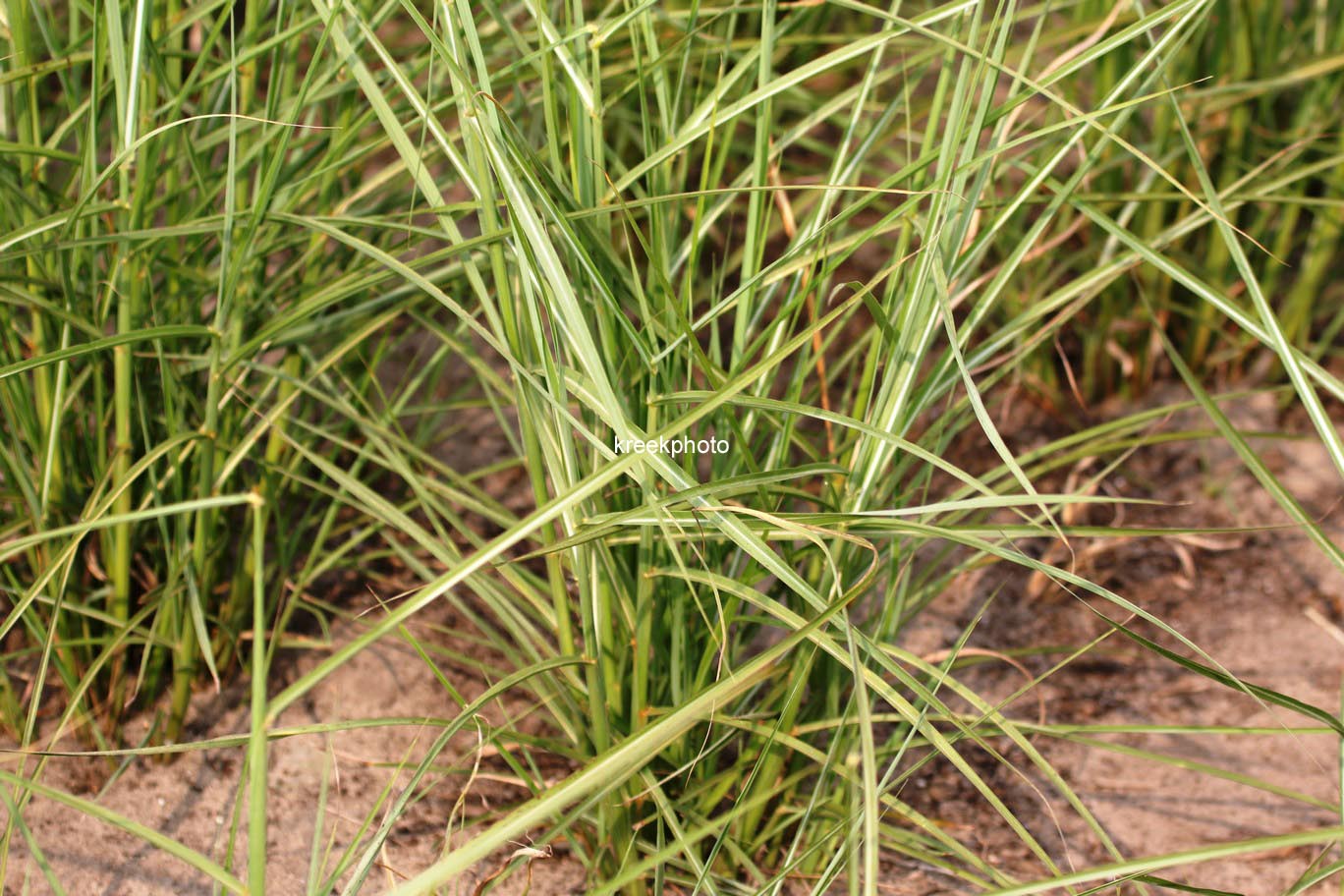 Miscanthus sinensis 'Sarabande'