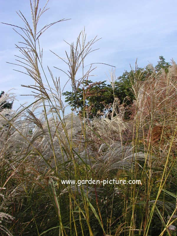 Miscanthus sinensis 'Sioux'