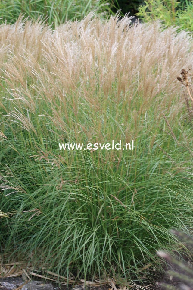 Miscanthus sinensis 'Yaku Jima'