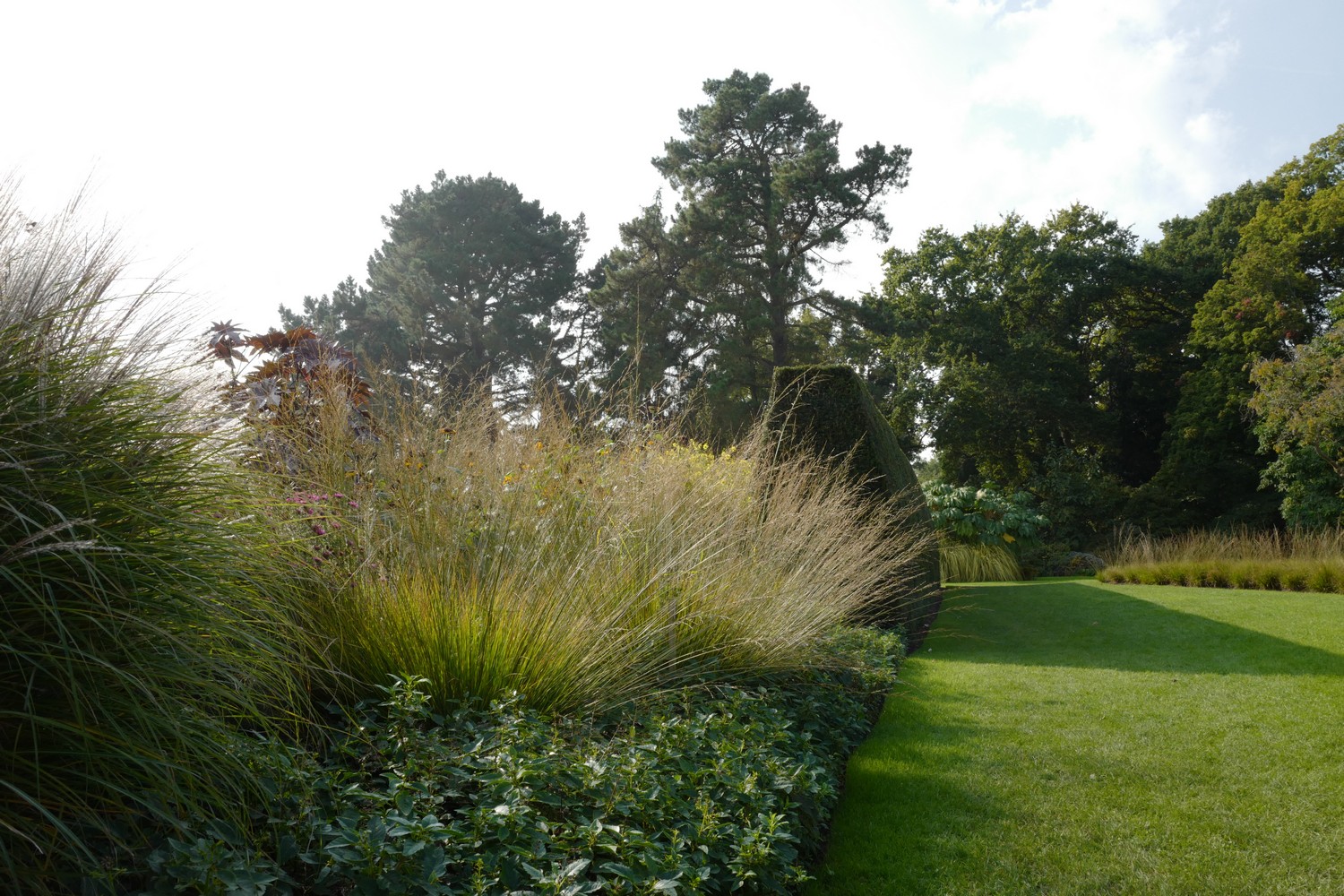Molinia caerulea 'Heidebraut'