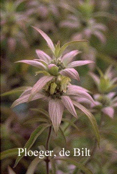 Monarda punctata