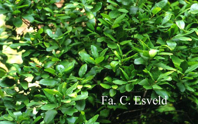 Morella pensylvanica