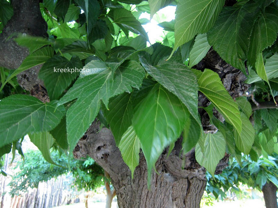 Morus alba (Dakmoerbei)