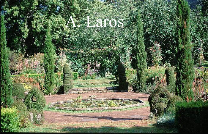 Muehlenbeckia complexa