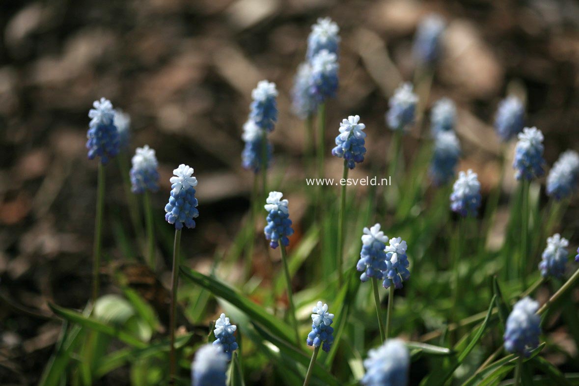 Muscari aucheri 'Sky Blue'