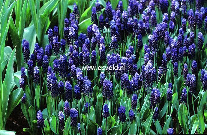 Muscari latifolium