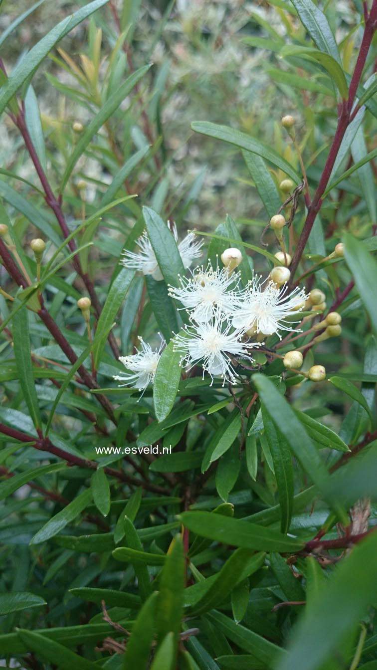 Myrceugenia pyrifolia
