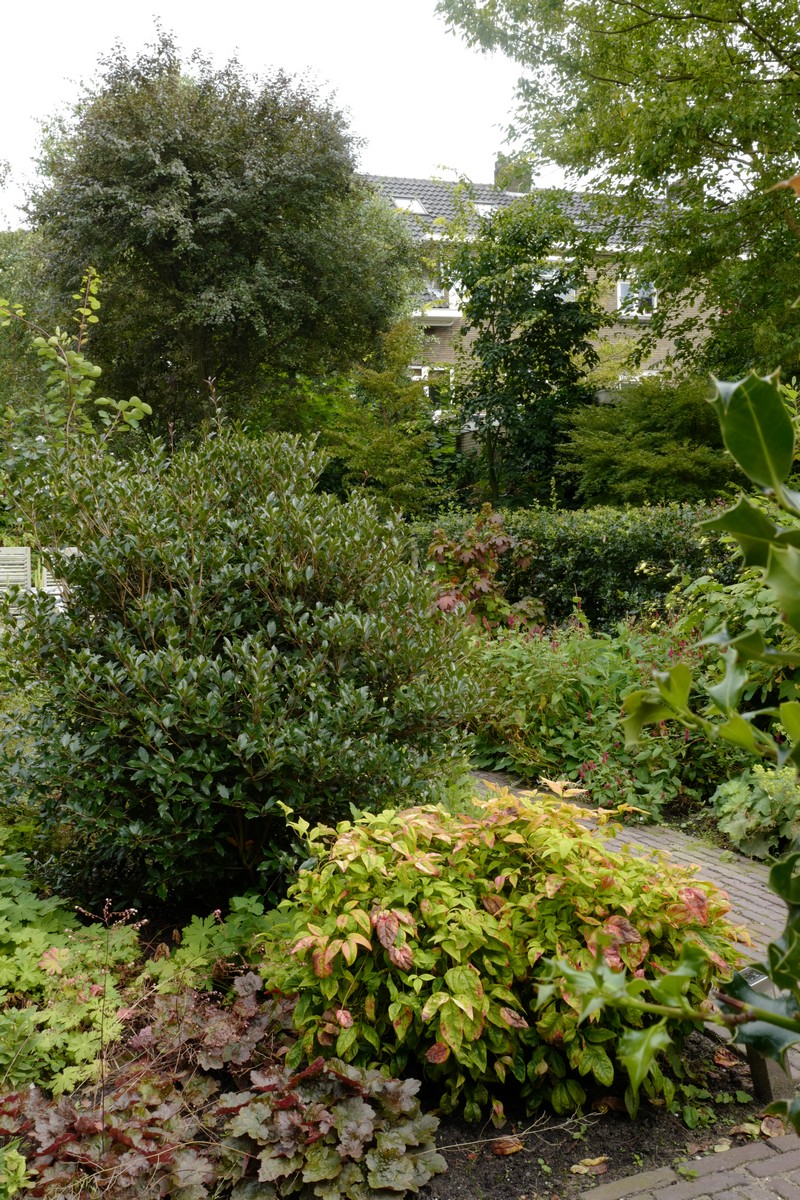 Nandina domestica 'Fire Power'