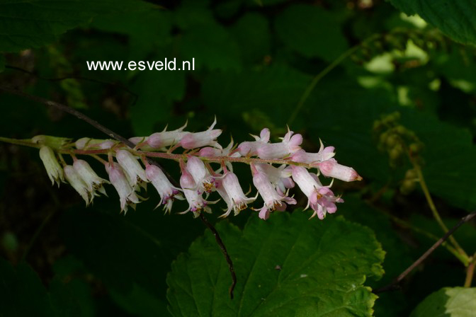 Neillia thibetica