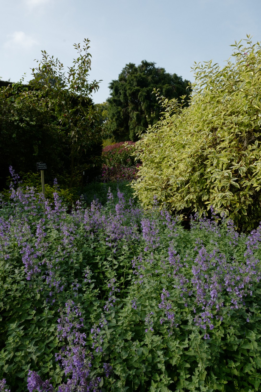 Nepeta 'Walker's Low'