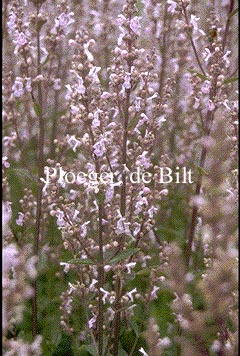 Nepeta nuda 'Anne's Choice'