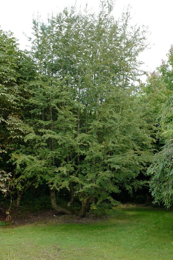 Nothofagus antarctica