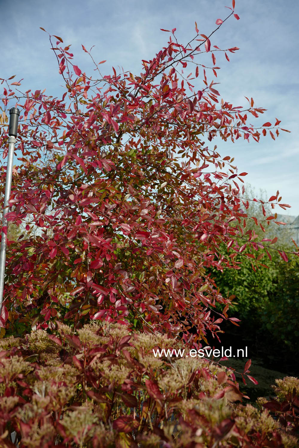 Nyssa sylvatica 'Miss Scarlet'
