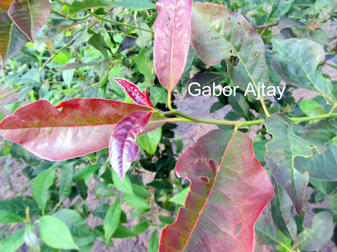 Nyssa sylvatica 'Red Red Wine'