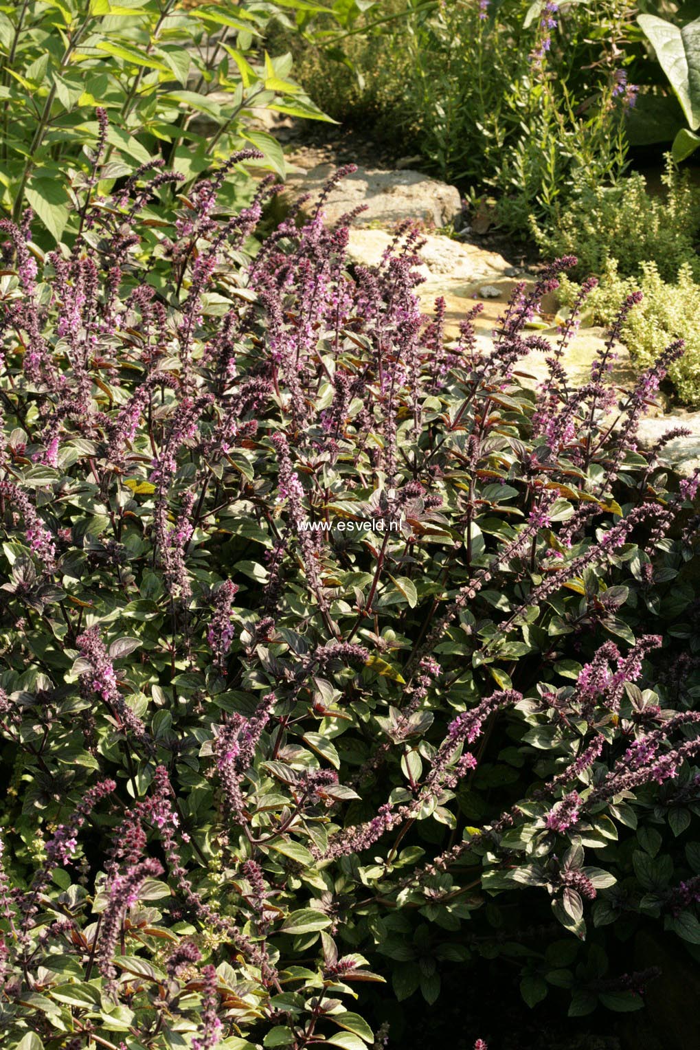Ocimum basilicum 'Magic Blue'