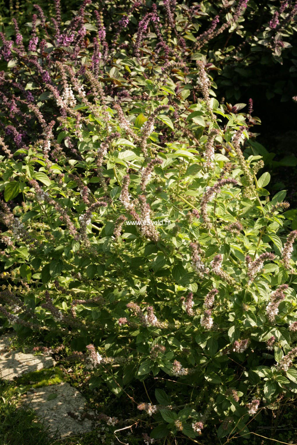 Ocimum basilicum 'Magic White'