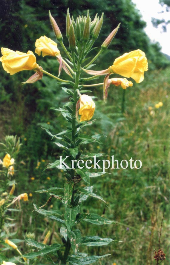 Oenothera biennis