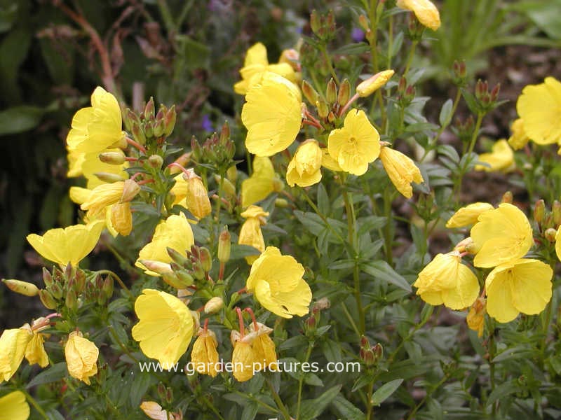 Oenothera fruticosa ssp. glauca