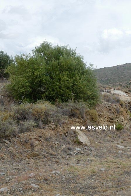 Olea europaea var. oleaster